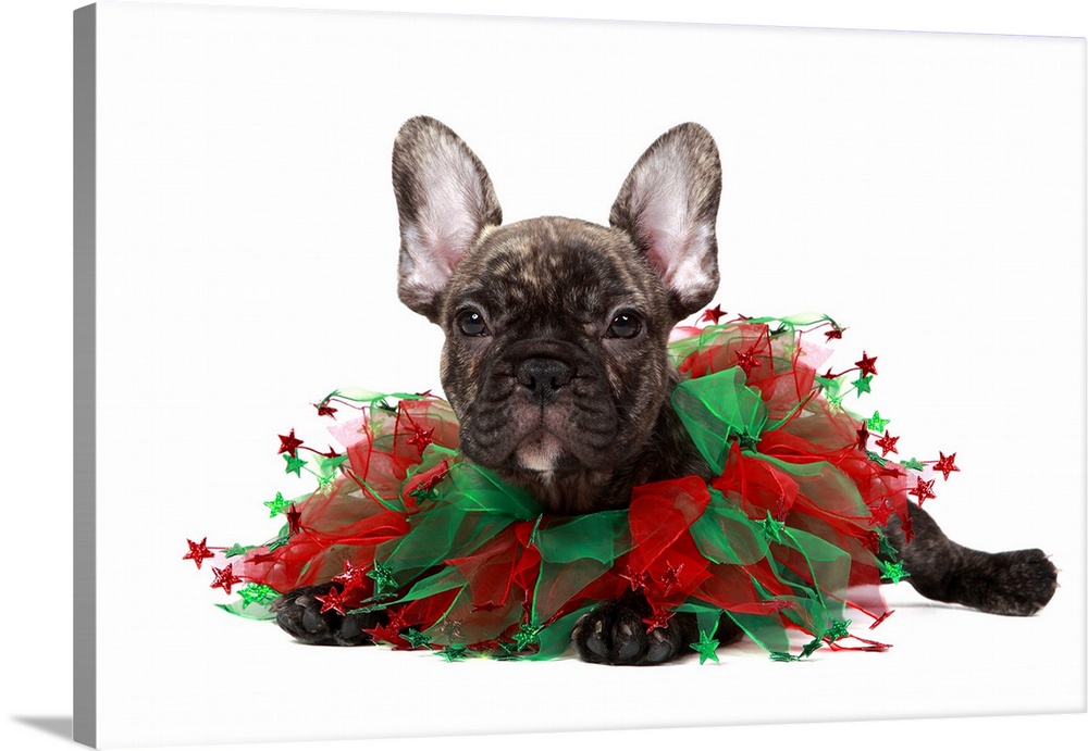 Brindle French bulldog wearing a Christmas collar.