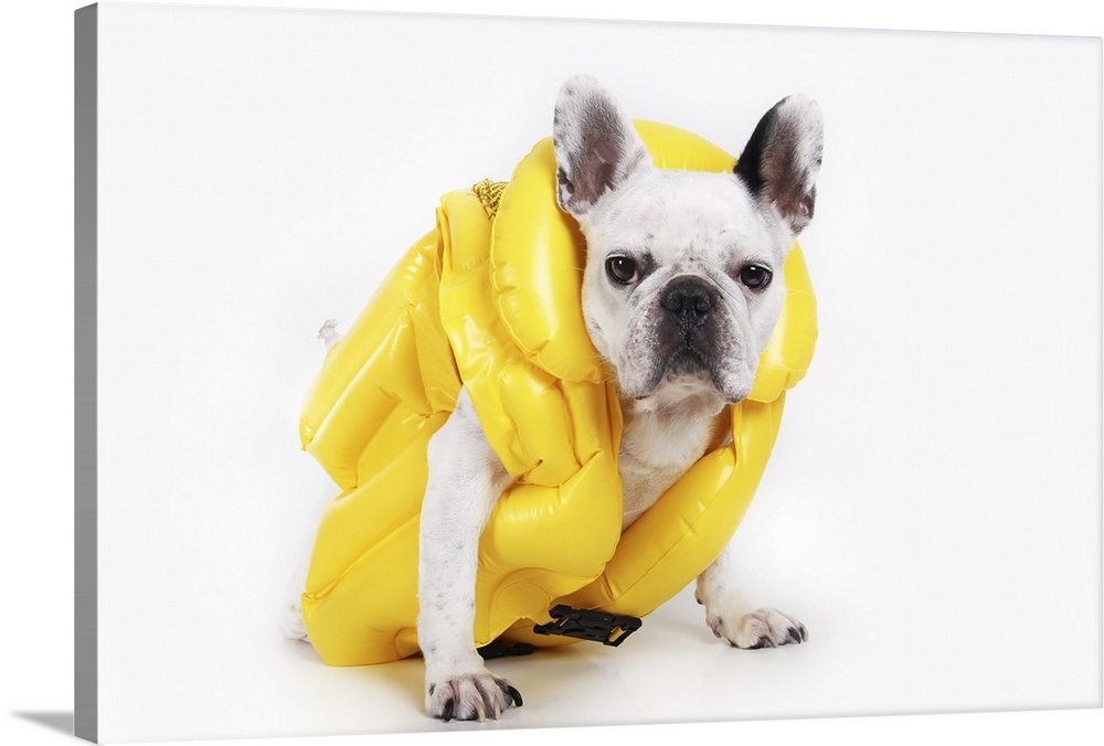 French white bulldog  with yellow inflatable jacket against white background.