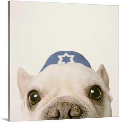 French Bulldog wearing yarmulke