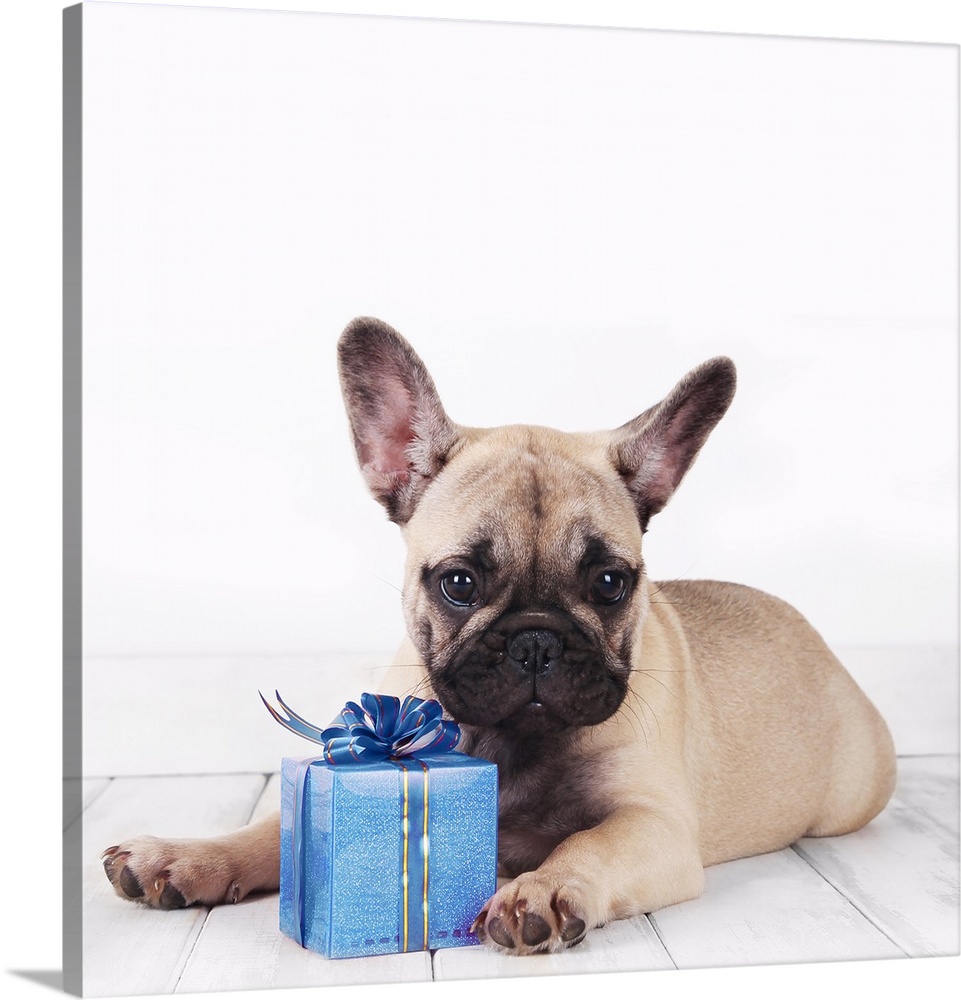 French bulldog with a blue present