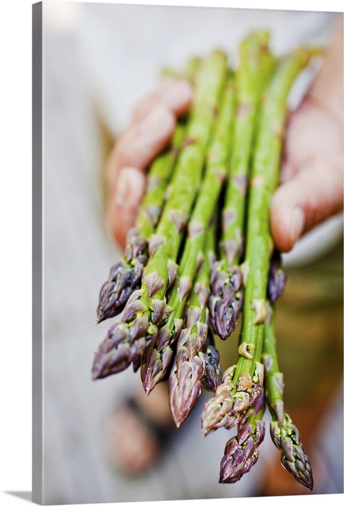 Human hand holding fresh asparagus spears, close-up