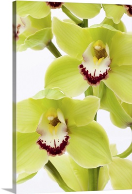 Fresh Green Orchid - Isolated on white