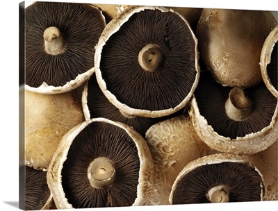 Fresh Portobello Mushrooms