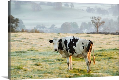Friesen Cow Standing In Pasture