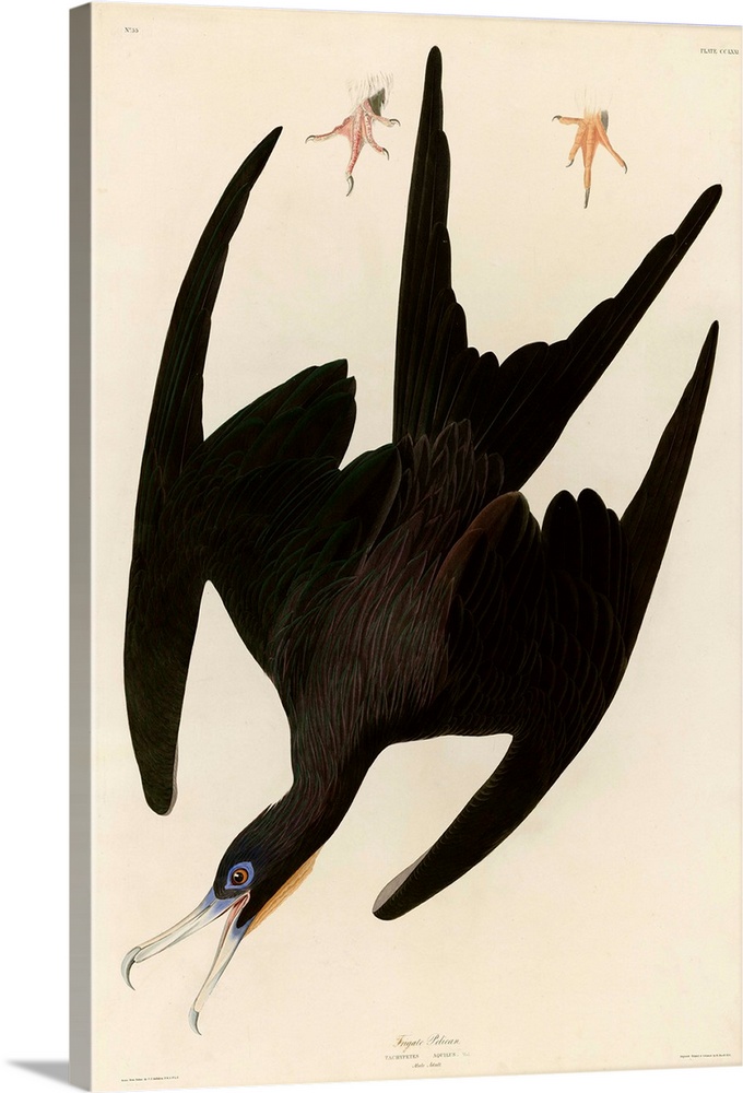 An illustration engraved by Robert Havell, Jr. and published in The Birds of America by John James Audubon. 1835.