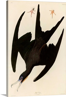 Frigate Pelican By John James Audubon