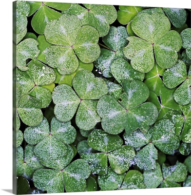 Frost on clovers, overhead view