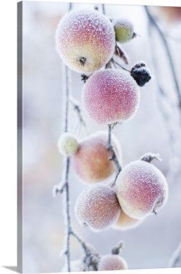 Frosted apples on branch