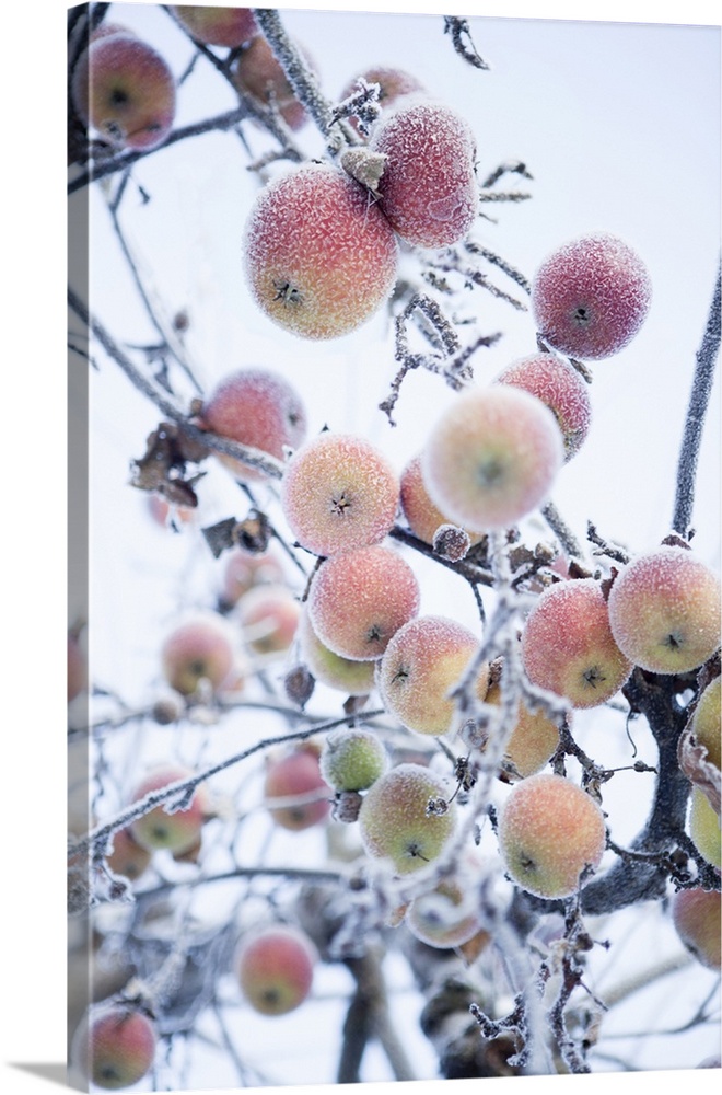 Frosted apples on branch