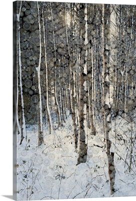 Frosty winter trees at dawn