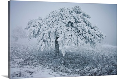 Frozen tree with snowy landscape in winter season.