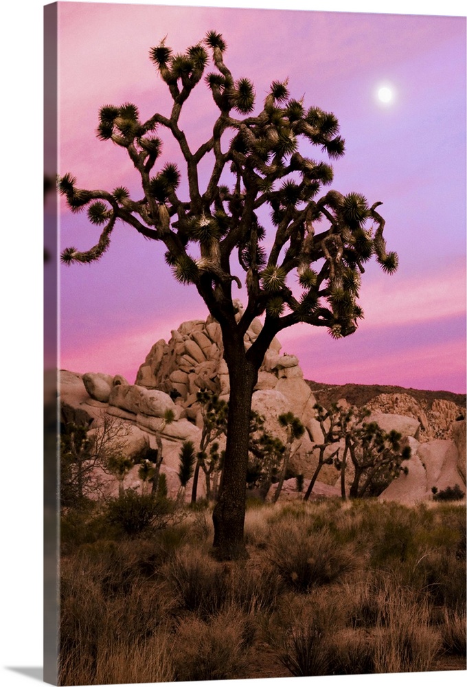 A full moon and a Joshua tree against a pink sky just after sunset. The Real Hidden Valley, Joshua Tree National Park, Cal...
