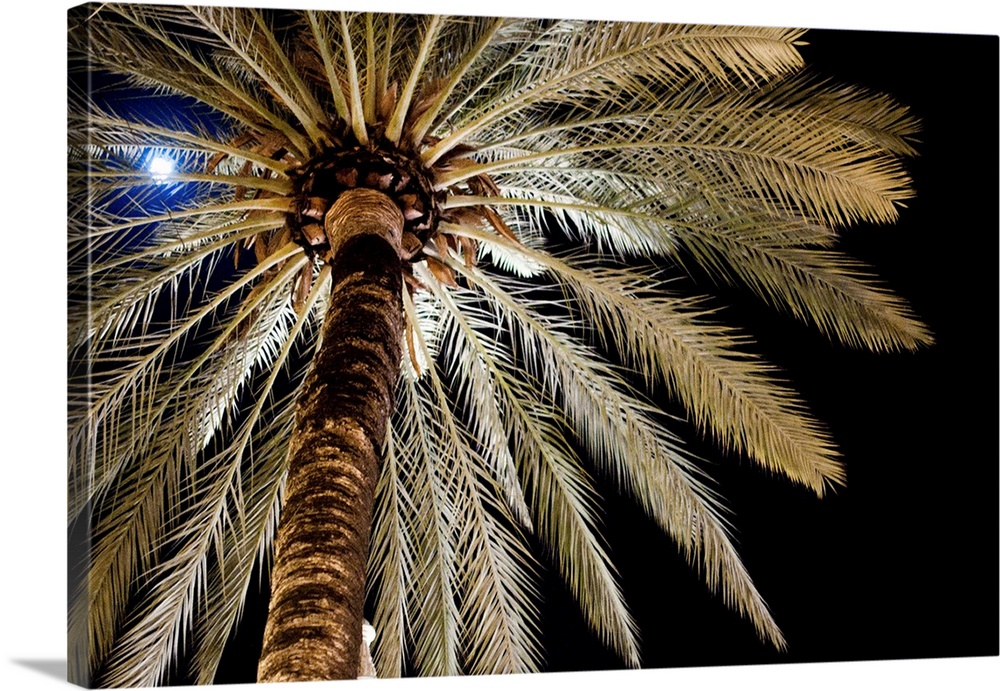 Full moon glimmers through palm tree.
