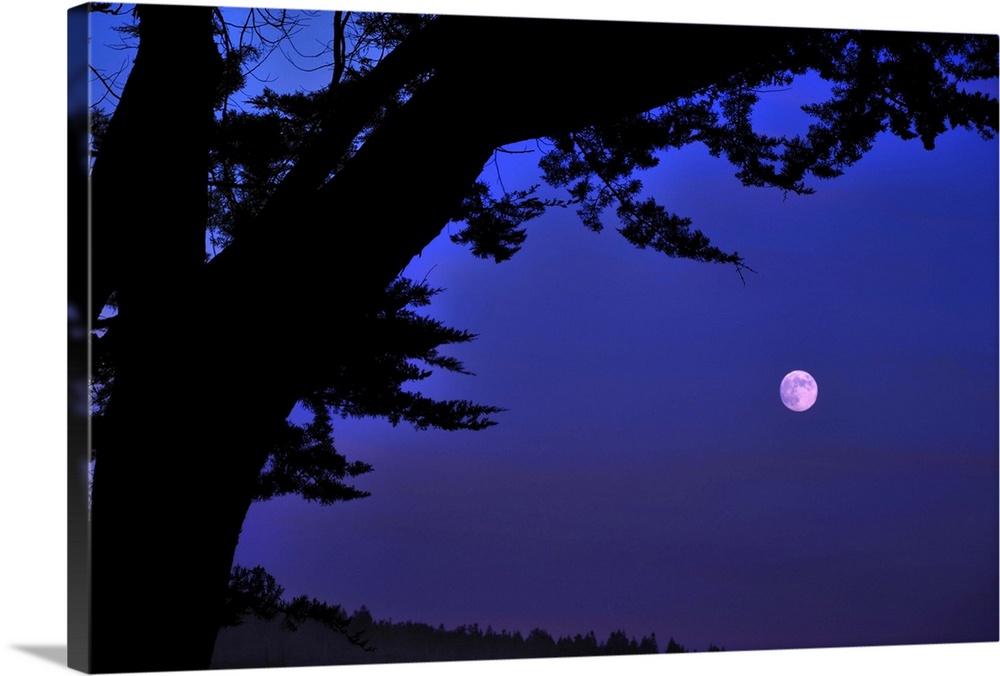 Full moon seen rising through branches of Monterey Cypress at Sea Ranch, California.
