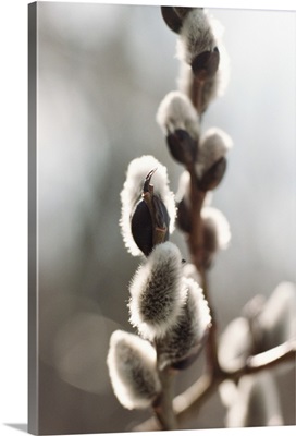 Fuzzy catkins on branches of pussywillow