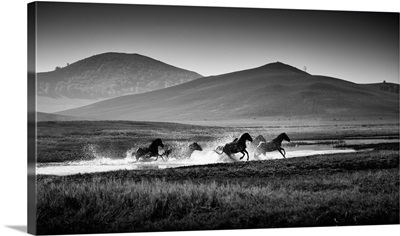 Gallop, Mongolia