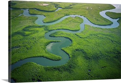 Gambia Mangroves