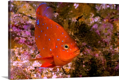 Garibaldi Fish, Catalina Island, California