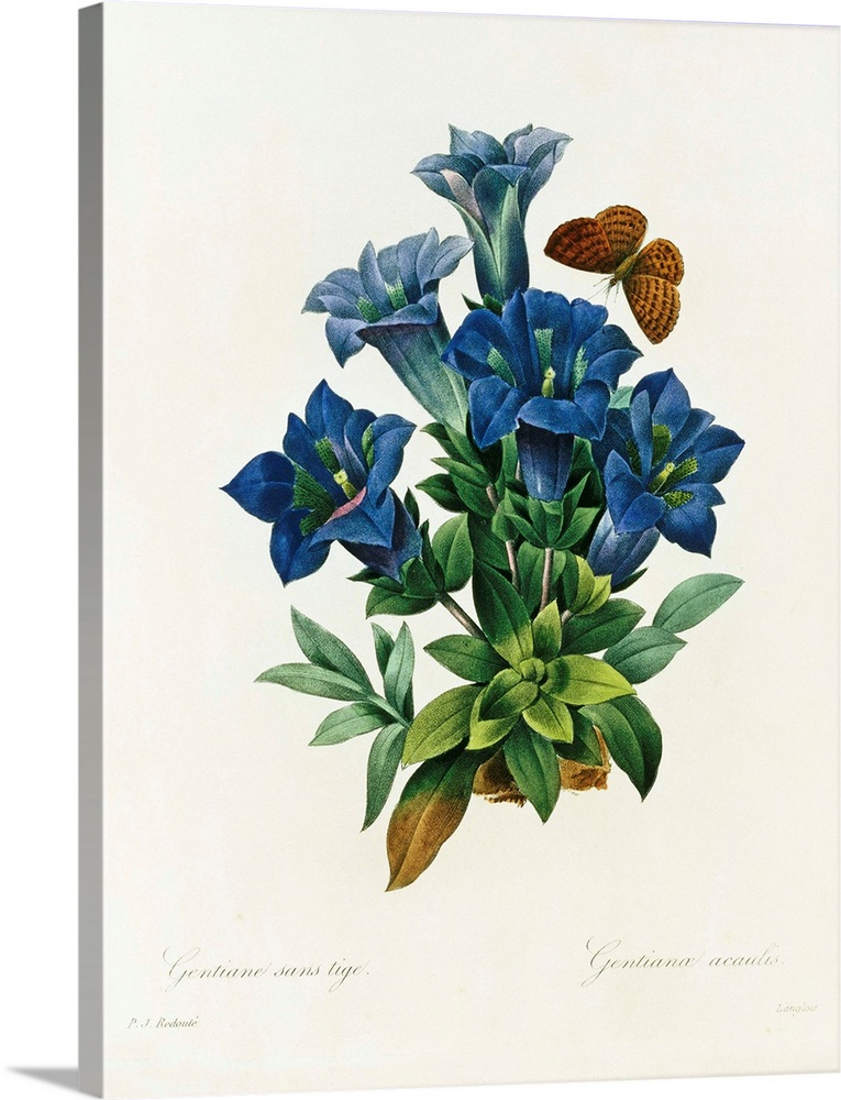 Gentianae Acaulis