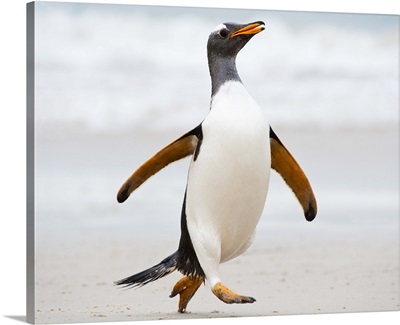 Gentoo penguin, Carcass Island, Falkland Islands, UK