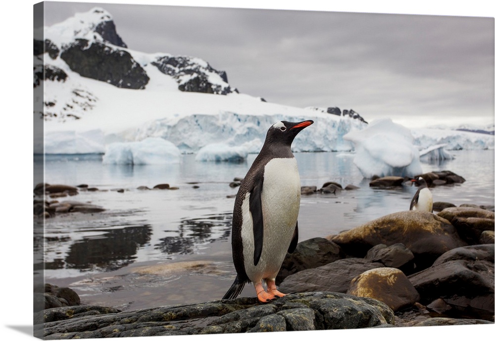 Antarctica, Cuverville Island, Gentoo Penguin (Pygoscelis papua) standing on rocky shoreline with glacier-covered mountain...