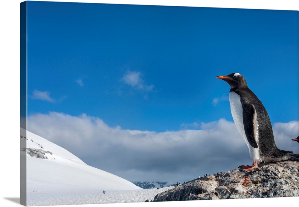 Antarctica, Cuverville Island, Gentoo Penguin (Pygoscelis papua) standing onto snow slope in rookery