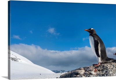 Gentoo Penguin In Antarctica