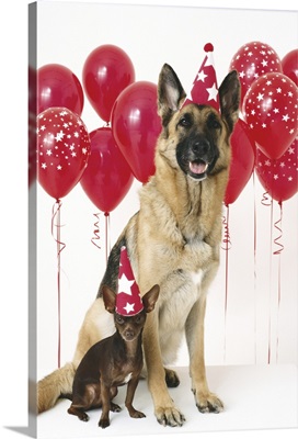 German Shepherd and a Chihuahua with party hats and red ballons