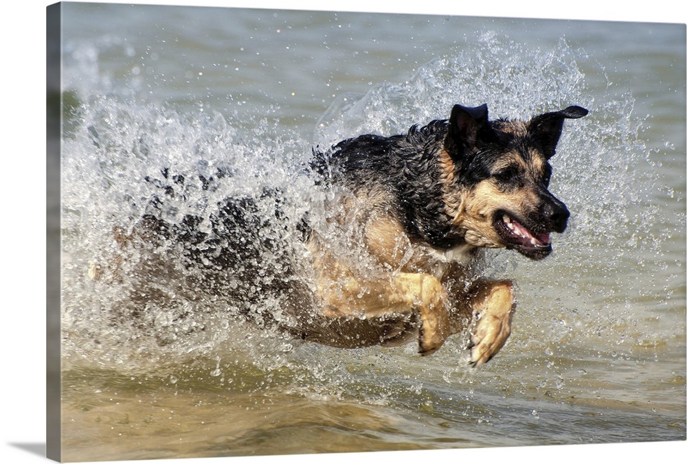 Alsatian dog jumping through water and making splash.