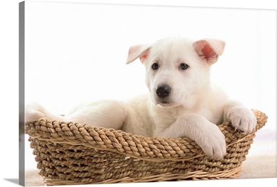 German Shepherd Pup Resting In A Wicker Basket