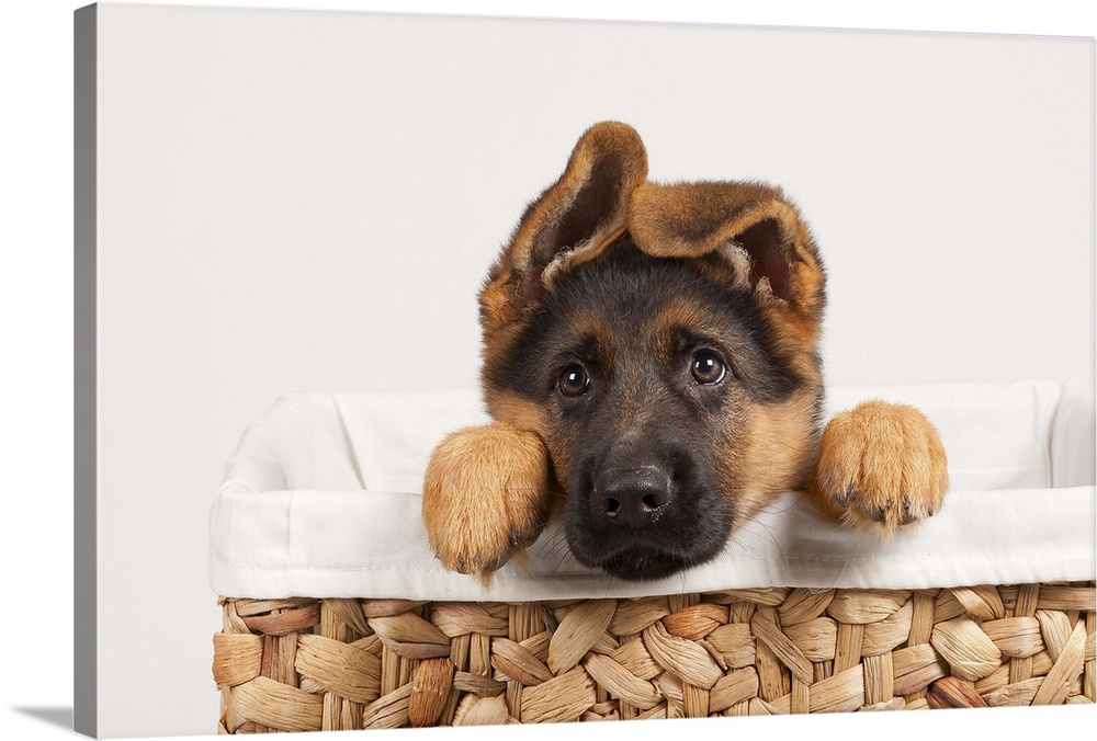German shepherd puppy in basket.