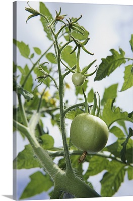 Germany, Bavaria, Green tomatoes on vine