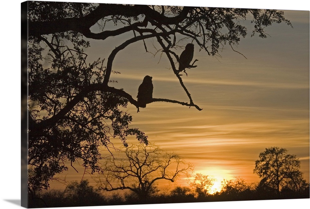 Giant Eagle Owls (Bubo lacteus) silhouetted at sunrise over the Shingwedzi River. Kruger National Park, Mpumalanga Provinc...