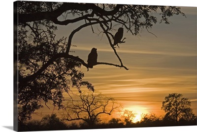 Giant eagle owls silhouetted at sunrise over the Shingwedzi River