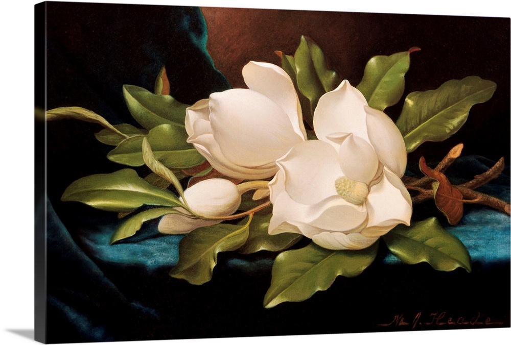 Giant Magnolias On Blue Cloth