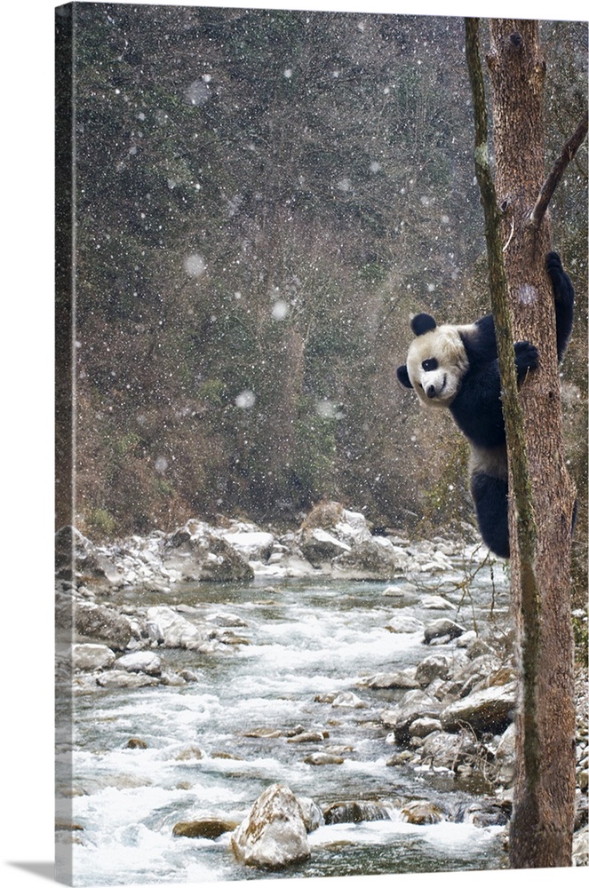 Giant panda, (Ailuropoda melanoleuca), climbing a tree beside a river in a snowstorm, Sichuan Province, China.