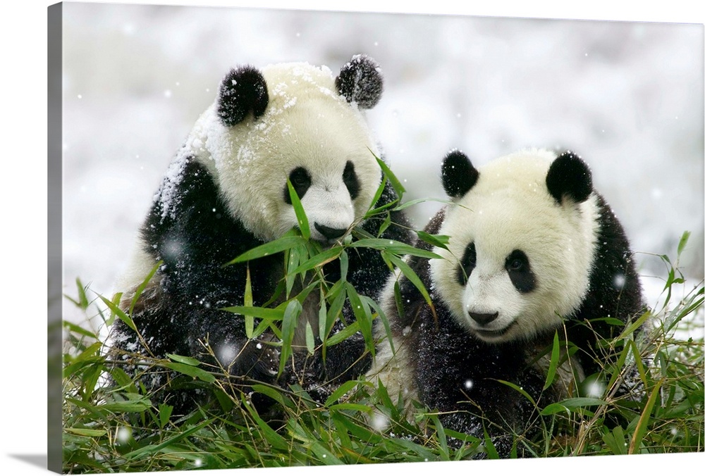 Two giant panda cubs (Ailuropoda melanoleuca) eat bamboo in snowfall in Wolong, Sichuan Province, China.