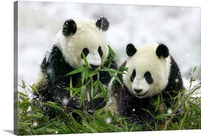 Giant Panda Cubs In Snowfall