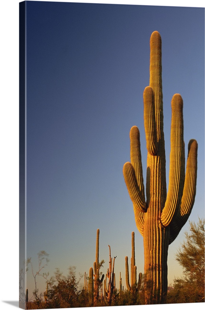 Giant Seguaro Cactus, Organ Pipe Nat'l. Monument, AZ, USA