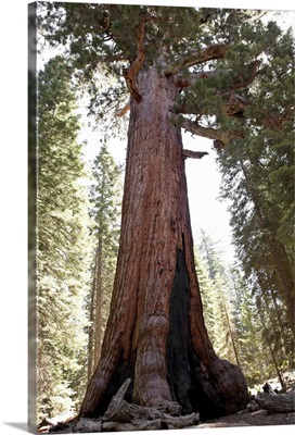 Giant Sequoia in Mariposa Grove in Yosemite National Park
