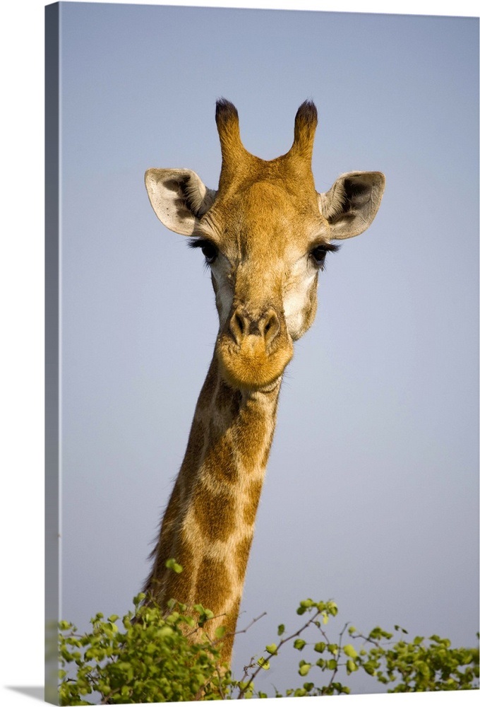 Giraff looking at camera, in Kruger National Park in South Africa. Wall ...