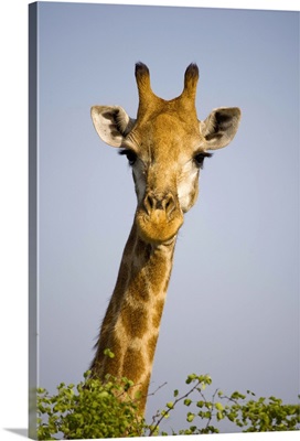 Giraff looking at camera, in Kruger National Park in South Africa.