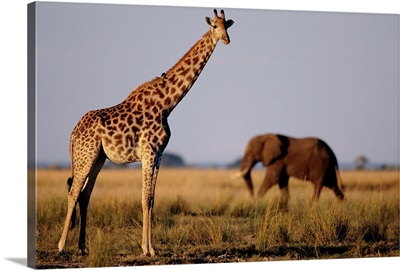 Giraffe And Elephant On The Savanna