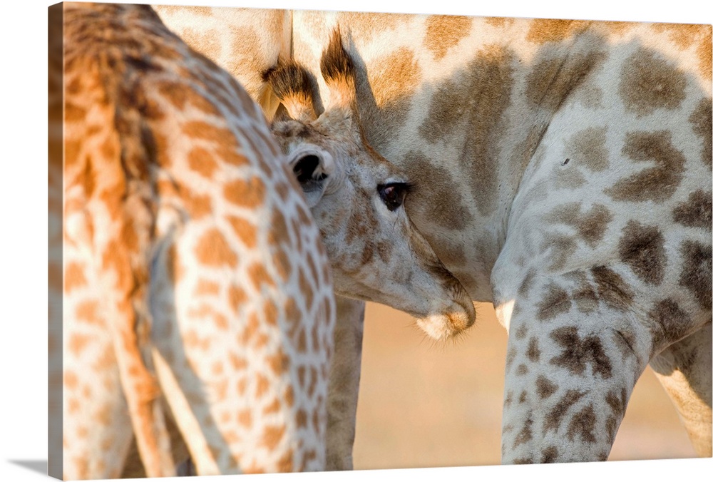 Giraffe (Giraffa camelopardalis) calf suckling, Imire Safari Ranch, Harare Province, Zimbabwe