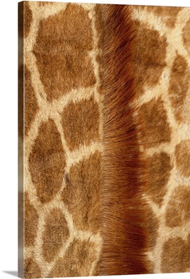 Giraffe Fur