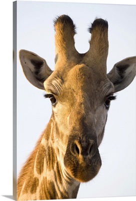 Giraffe (Giraffa camelopardalis) portrait, Imire Safari Ranch, Harare Province, Zimbabwe