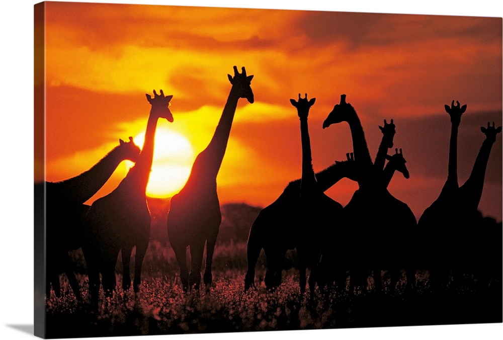 Large photograph displays a group of Giraffes standing in a field of flowers against a vibrant sunset.