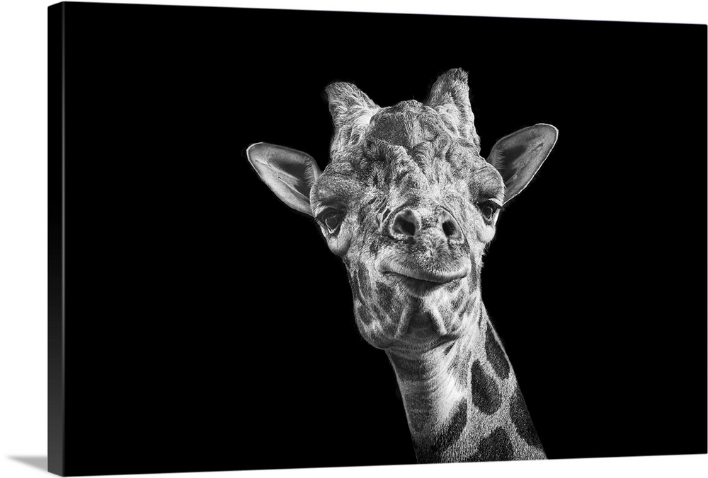 Giraffe in black and white on an all black background taken at Nashville Zoo.
