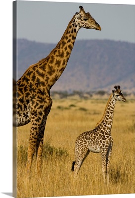 Giraffe Mother And Baby Giraffe On The Savanah Of The Masai Mara, Kenya Africa