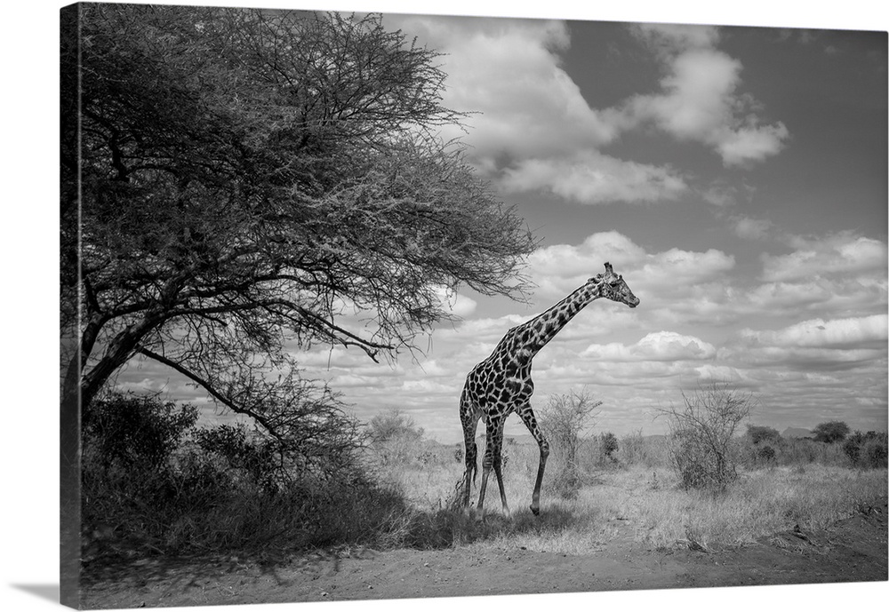 Dramatic cloud filled sky, acacia tree and a giraffe on the move at Tsavo East National Park, Kenya.